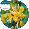 Fresh Products Eco Bowl Clip Air Freshener Versatile Design Toilet Freshener Trash Freshener Chemical Free Natural Oils Discreet Lasts 30 Days Made in the USA Cucumber Melon 12 pk(Honeysuckle)